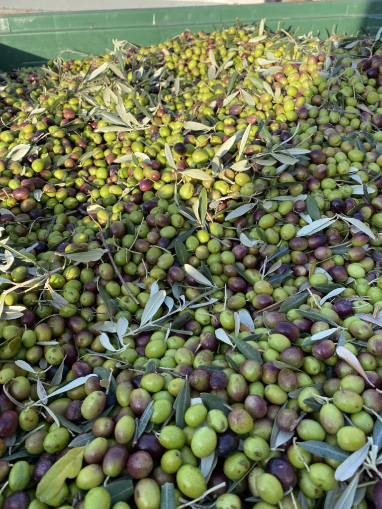 Olive olio extravergine di oliva